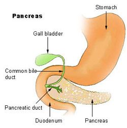 pancreas anatomie